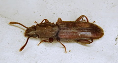 Nausibius major