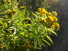 Pentanema germanicum