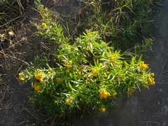 Pentanema germanicum