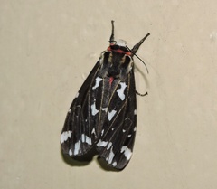 Alphaea imbuta