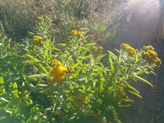 Pentanema germanicum