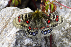 Parnassius hardwickii