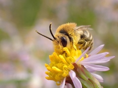 Colletes halophilus