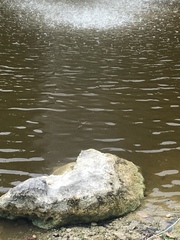 Crocodylia