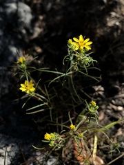 Pectis angustifolia