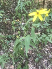 Helianthus smithii
