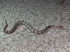 Sistrurus miliarius streckeri