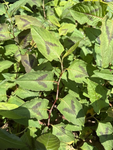 China knotweed