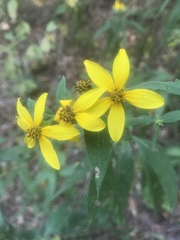 Helianthus smithii