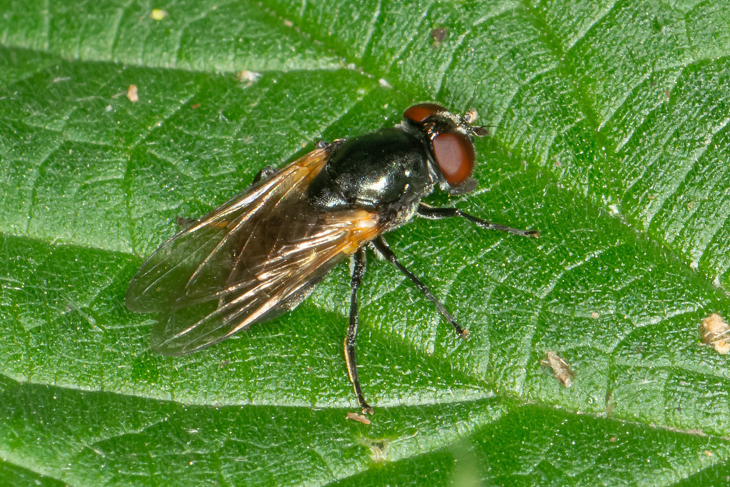 Cheilosia impressa