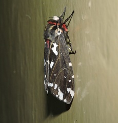 Alphaea imbuta