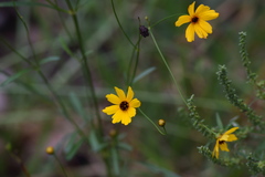 Coreopsis leavenworthii