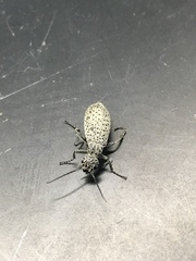 Epicauta maculata-group