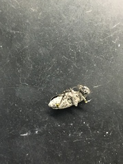 Epicauta maculata-group