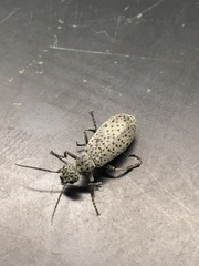 Epicauta maculata-group