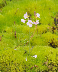 Cardamine polemonioides