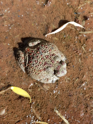 Mauritanian Toad