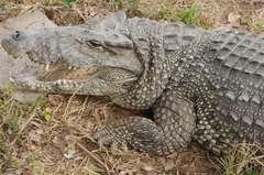 Crocodylus rhombifer
