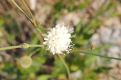 Cephalaria