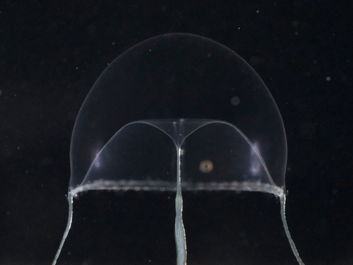 Eutima gracilis