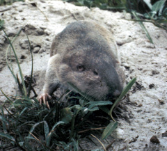 Texas Pocket Gopher photo 2