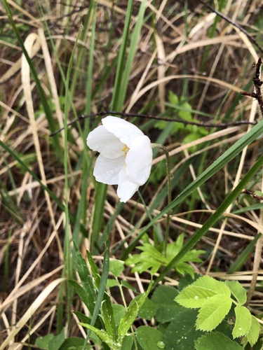 Anemone sylvestris