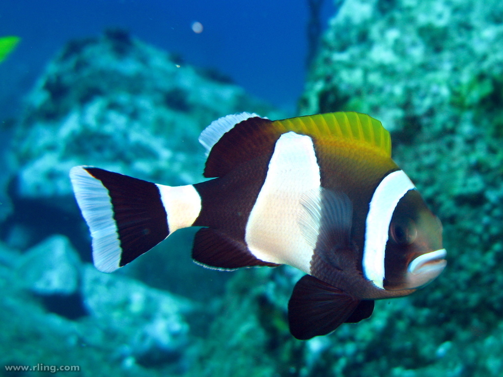 Wideband Anemonefish