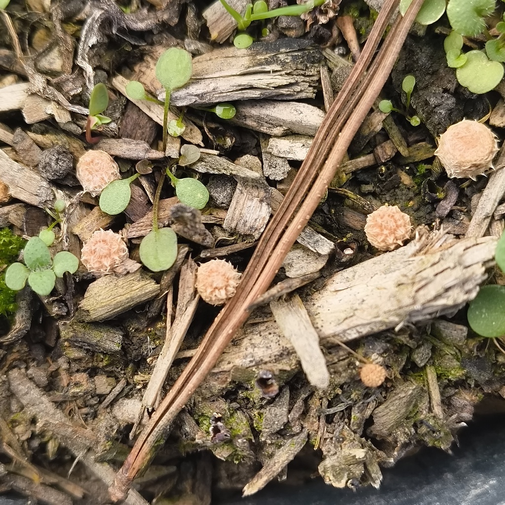 Cyathus stercoreus · May 2025 · photo: © zedt (iNaturalist, cc-by)