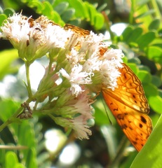 Phalanta eurytis eurytis