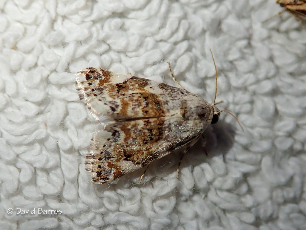 Acontia biskrensis