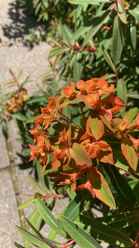 Euphorbia griffithii, photograph 4