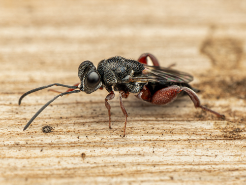 Antrocephalus, 2025-05-29