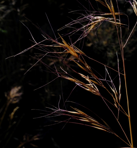 Large Woolly Three-awn (Aristida vestita)