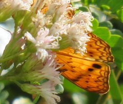 Phalanta eurytis eurytis