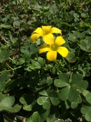 Oxalis conorrhiza