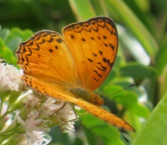 Phalanta eurytis eurytis