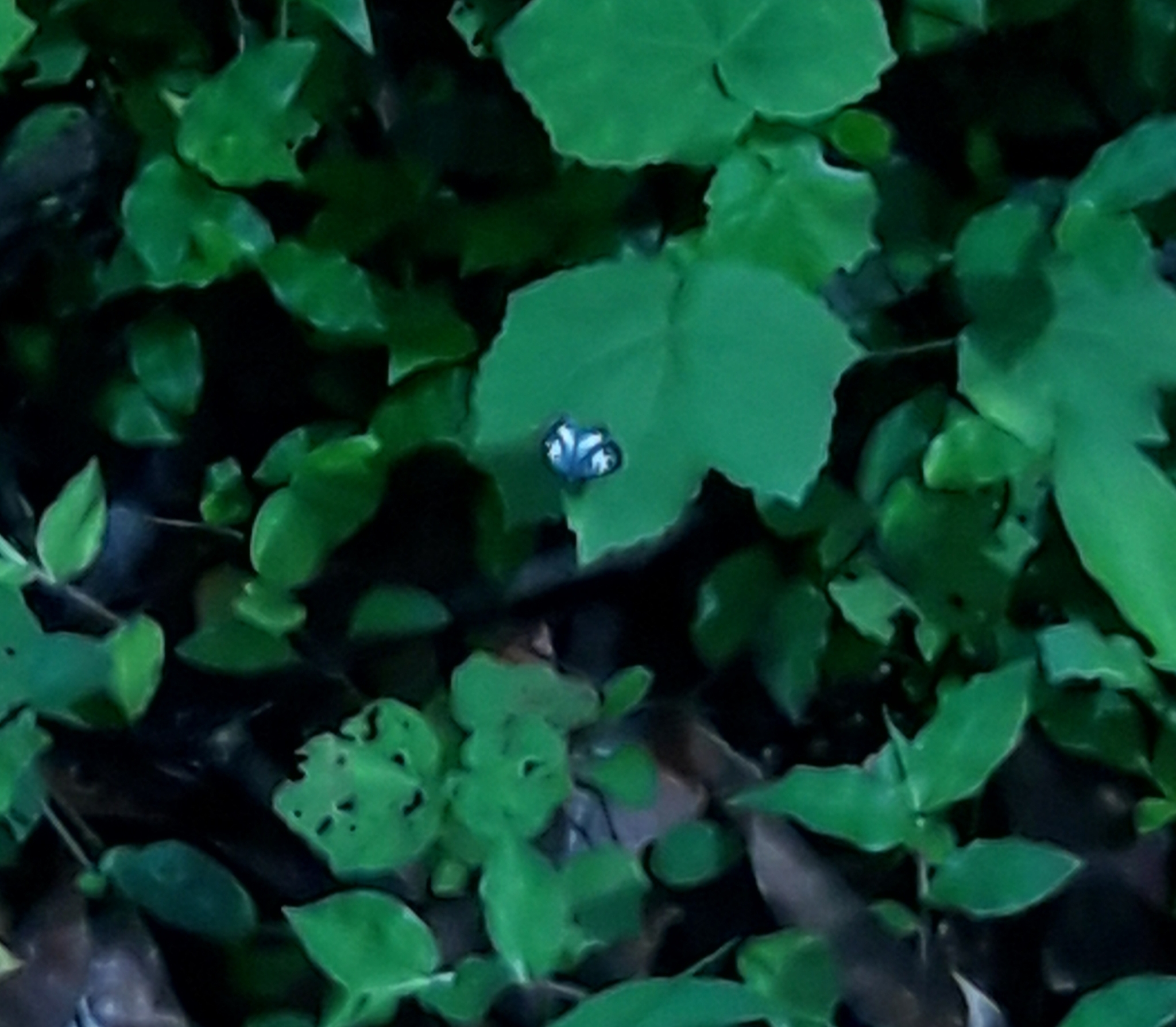 Common Pierrot
