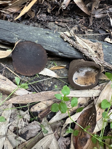 Trichaleurina tenuispora