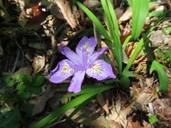 Iris gracilipes, photograph (c) Timur Kalininsky, some rights reserved (CC BY)
