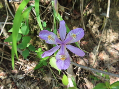 Iris gracilipes, photograph (c) Timur Kalininsky, some rights reserved (CC BY)