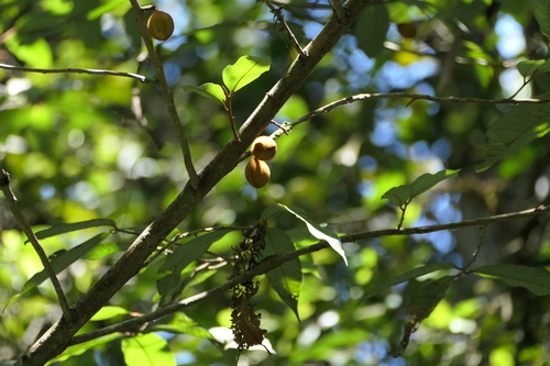 Knema attenuata, photograph 6