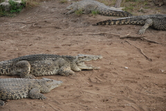 Crocodylus rhombifer