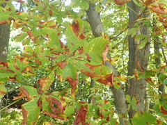 Phyllosticta sphaeropsoidea