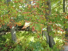 Phyllosticta sphaeropsoidea