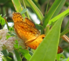 Phalanta eurytis eurytis