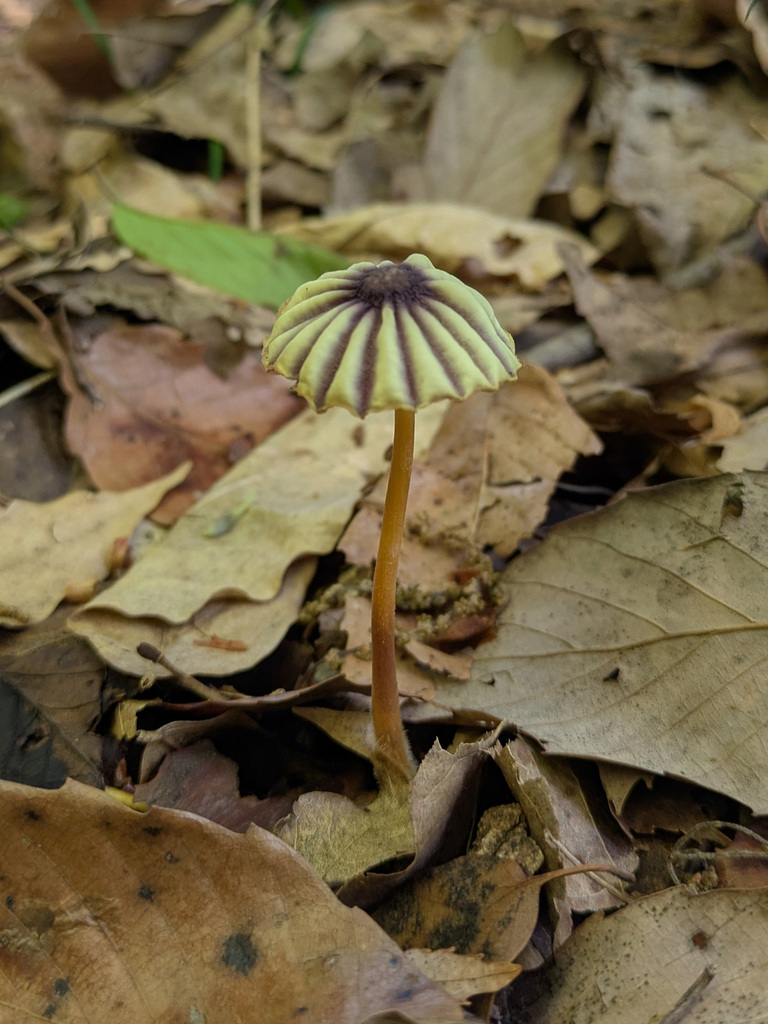 Marasmius purpureostriatus · May 2025 · photo: © timur_kalininsky (iNaturalist, cc-by)