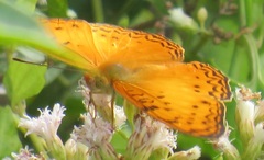 Phalanta eurytis eurytis