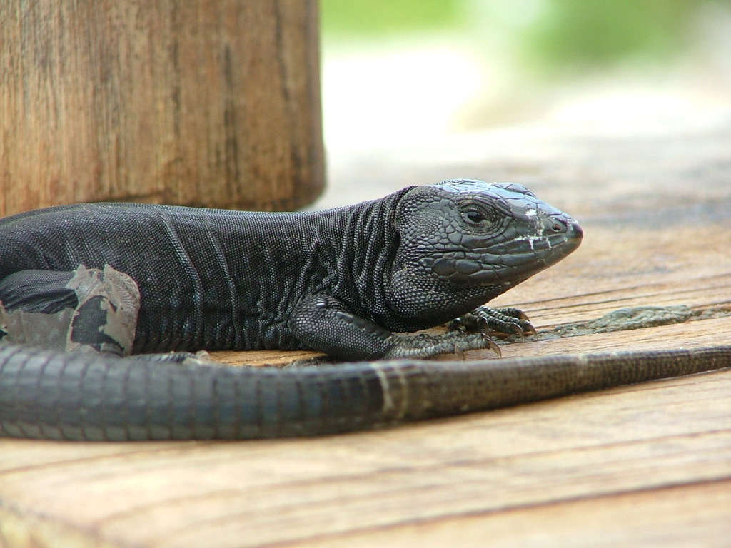Black racerunner (Cnemidophorus nigricolor)