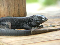 Black Racerunner