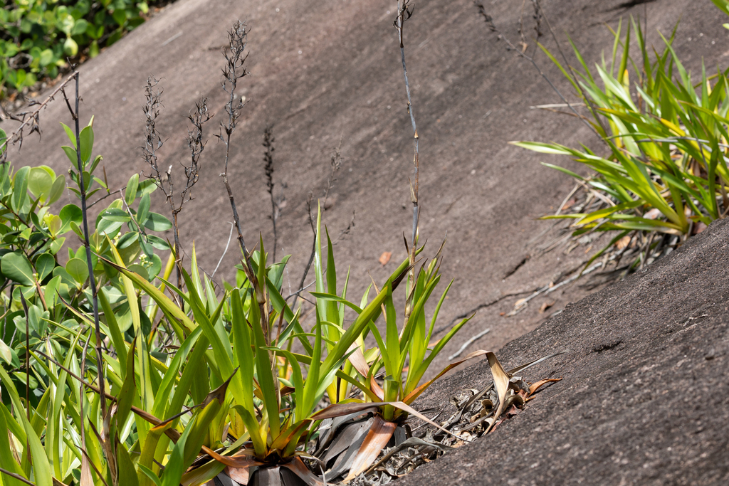 Pitcairnia mituensis